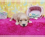 Small Photo #2 Golden Retriever Puppy For Sale in COLORADO SPRINGS, CO, USA