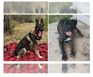 Cane Corso-German Shepherd Dog Mix Puppy for sale in GRANBURY, TX, USA