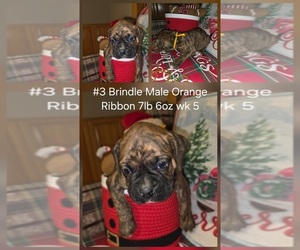 Boxer Puppy for sale in LINN GROVE, IN, USA