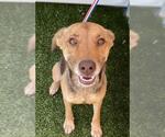 Small Labrador Retriever