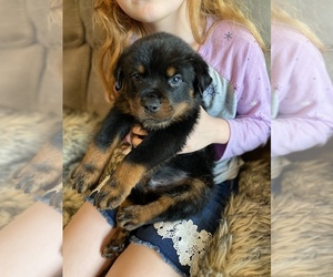 Rottweiler Puppy for sale in PENSACOLA, FL, USA