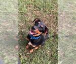 Small Treeing Walker Coonhound Mix