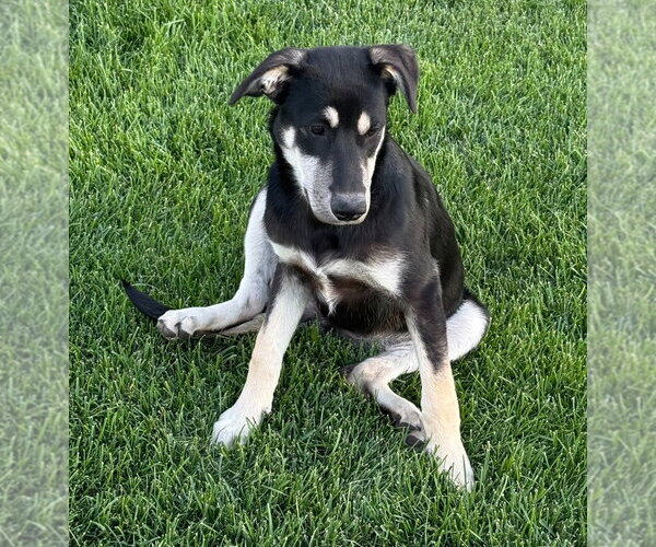 Medium Photo #1 Mutt Puppy For Sale in Salt Lake City, UT, USA