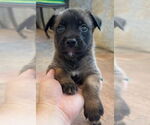 Small Labrador Retriever Mix