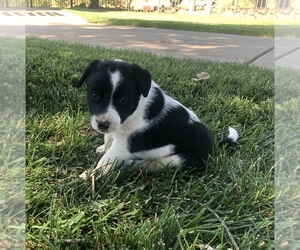 Border Collie Puppy for sale in SHINGLE SPRINGS, CA, USA