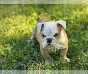 English Bulldog Puppy for Sale in POWHATAN, Virginia USA