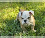 Small English Bulldog