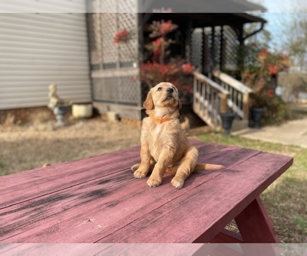 Medium Photo #16 Golden Retriever Puppy For Sale in SANFORD, NC, USA