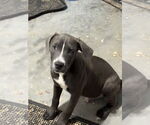 Small #1 American Staffordshire Terrier Mix