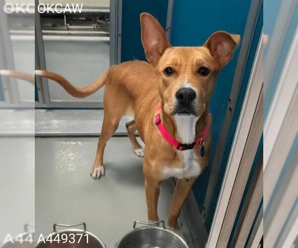 Medium Photo #3 American Pit Bull Terrier-Unknown Mix Puppy For Sale in Oklahoma City, OK, USA