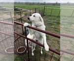 Small Photo #1 Great Pyrenees Puppy For Sale in LOCKHART, TX, USA