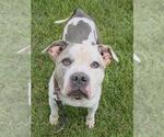 Small American Staffordshire Terrier