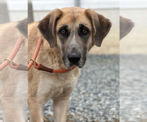 KoKo - Female Great Pyrenees-Unknown Mix Dog for Adoption - Photo #4