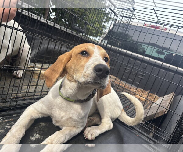 Medium Photo #1 American Foxhound-Great Pyrenees Mix Puppy For Sale in Rustburg, VA, USA