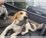 Molly: Not at shelter (Kathy D) - Female American Foxhound-Great Pyrenees Mix Dog for Adoption - Small photo