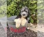 Small #2 Cockapoo