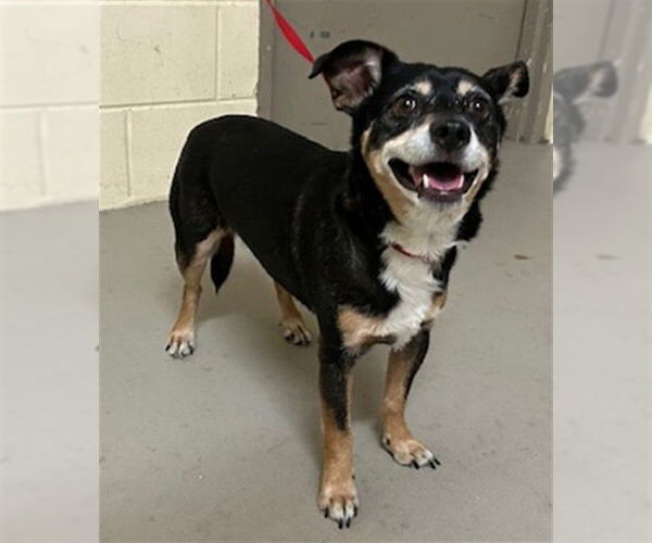 Medium Photo #1 Cardigan Welsh Corgi-Chihuahua Mix Puppy For Sale in Sanford, FL, USA