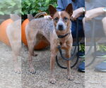 Small #2 Mutt