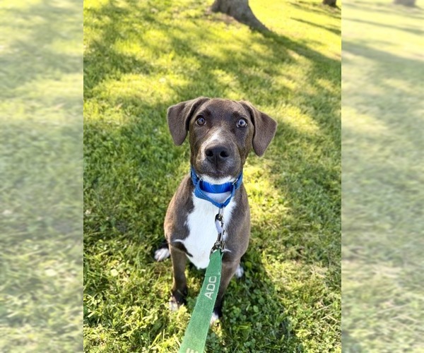 Medium Photo #10 Mutt Puppy For Sale in Gloversville, NY, USA