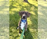 Small #9 Mutt