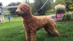 Small Photo #1 Cavapoo Puppy For Sale in GAP, PA, USA