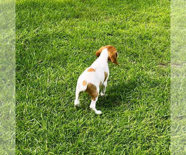 Medium Photo #5 Brittany Puppy For Sale in ORRUM, NC, USA