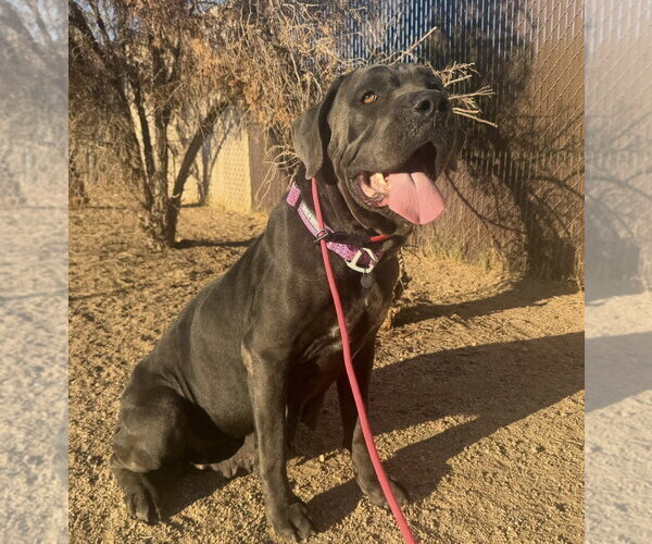 Medium Photo #2 Mutt Puppy For Sale in Goodyear, AZ, USA