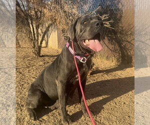 Nova - Female Mutt Dog for Adoption - Photo #2