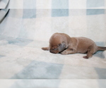 Small #5 Dachshund