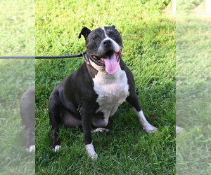 Mutt Dogs for adoption in Glen Allen, VA, USA