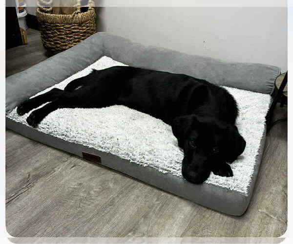 Medium Photo #2 Mutt Puppy For Sale in Rockaway, NJ, USA