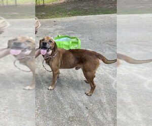 Labrador Retriever-Unknown Mix Dogs for adoption in Ball Ground, GA, USA