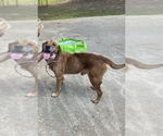 Small Labrador Retriever Mix