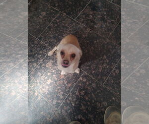 Coco- real cuddler and loverbug - Male Chihuahua-Unknown Mix Dog for Adoption - Photo #3