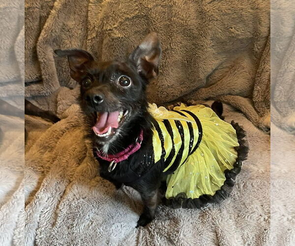 Medium Photo #1 Chihuahua-Unknown Mix Puppy For Sale in Rochester, NY, USA