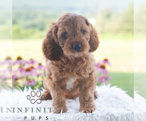 Medium Photo #6 Cavapoo (Miniature) Puppy For Sale in PAXINOS, PA, USA
