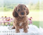 Small #5 Cavapoo (Miniature)