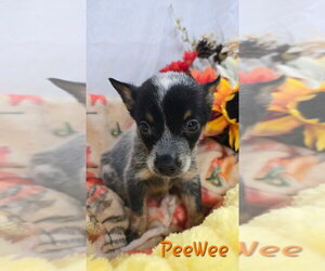 KP  PeeWee - Male Mutt Dog for Adoption - Photo #4