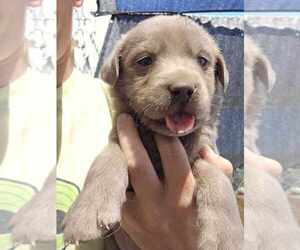Labrador Retriever Puppy for sale in ROYAL CITY, WA, USA