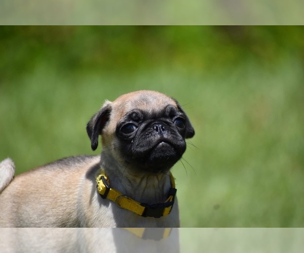 Medium Photo #6 Pug Puppy For Sale in PALM COAST, FL, USA