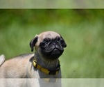 Small #5 Pug
