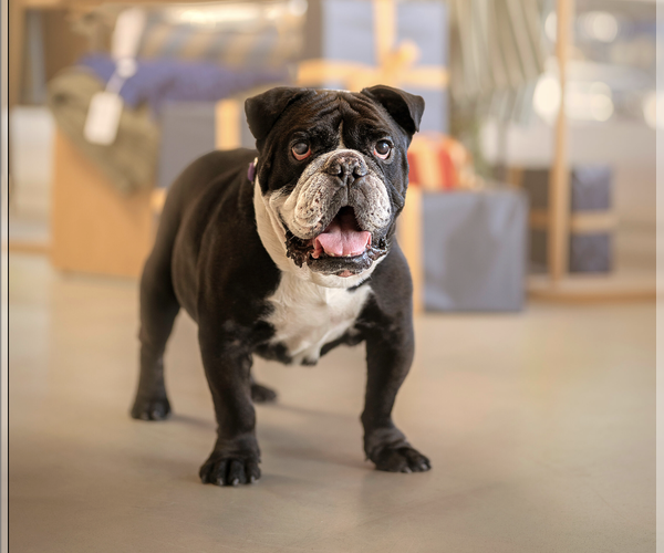 Medium Photo #1 Bulldog-Unknown Mix Puppy For Sale in Marina Del Rey, CA, USA