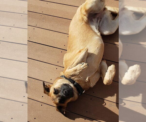 Medium Photo #2 Mutt Puppy For Sale in Elmsford, NY, USA