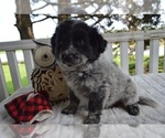 Small Photo #6 Australian Cattle Dog-English Shepherd Mix Puppy For Sale in HONEY BROOK, PA, USA