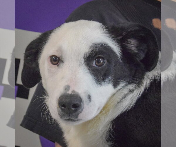 Medium Photo #5 Border Collie Puppy For Sale in Huntley, IL, USA