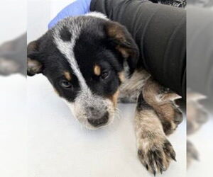 Mutt Dogs for adoption in Houston, TX, USA