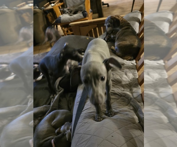 Medium Photo #1 Italian Greyhound Puppy For Sale in GRAHAM, WA, USA