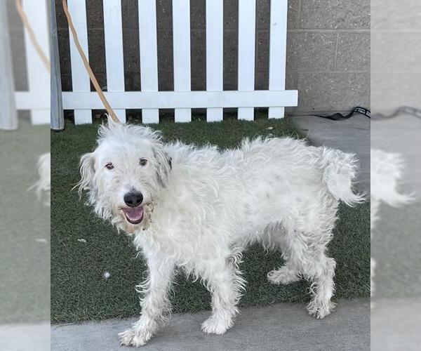 Medium Photo #1 Labradoodle Puppy For Sale in Modesto, CA, USA