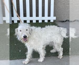 Labradoodle Dogs for adoption in Modesto, CA, USA
