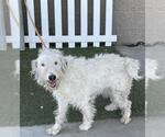 Small Labradoodle